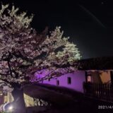 【雑記】姫路城夜桜会「和傘幻想 華灯り」の感想・桜の開花状況【散りかけ】